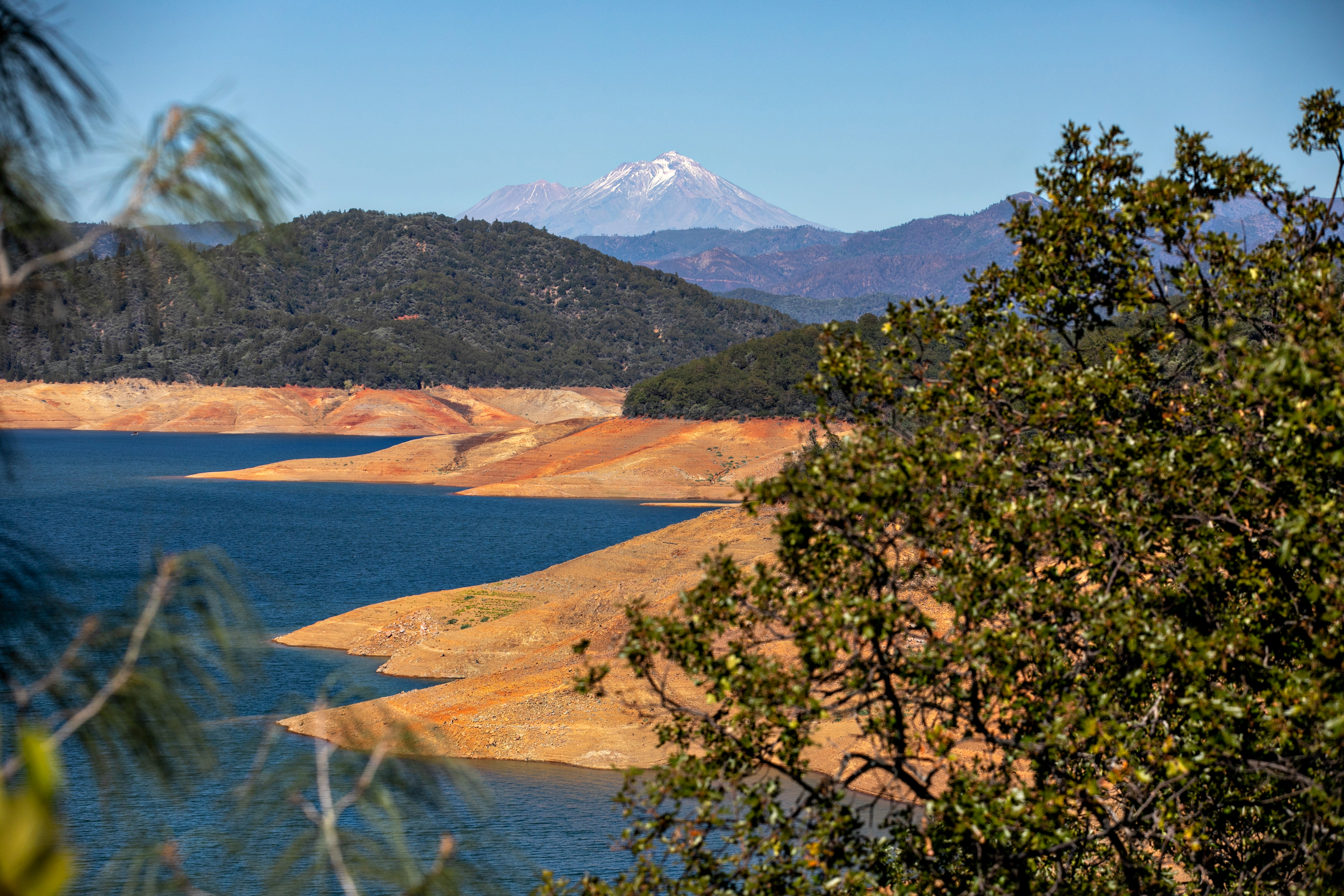 California loses 36 million trees in '22, mostly due to drought - Vimarsana News