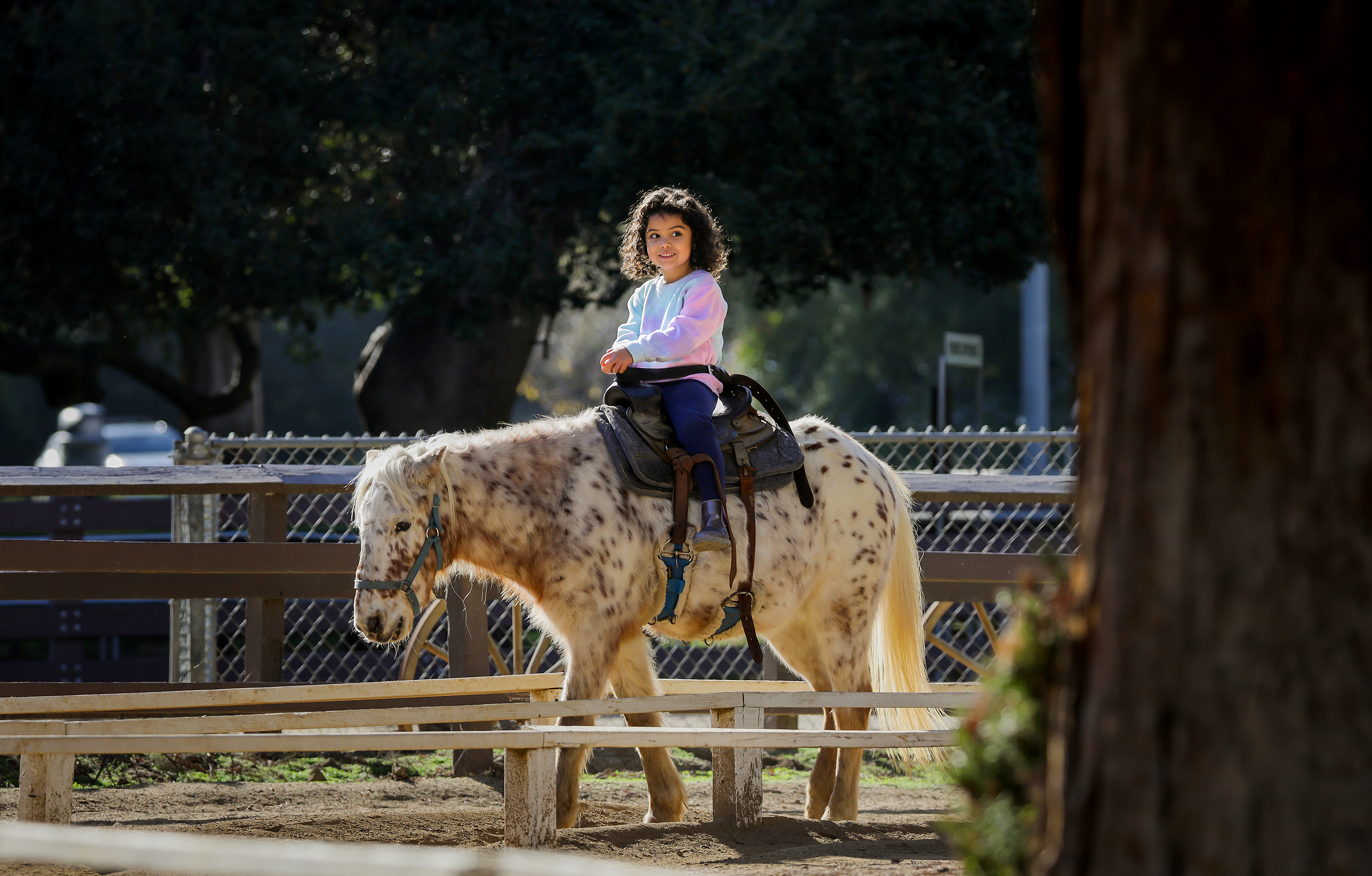 Customers, workers react to Griffith Park pony rides ending - Vimarsana News