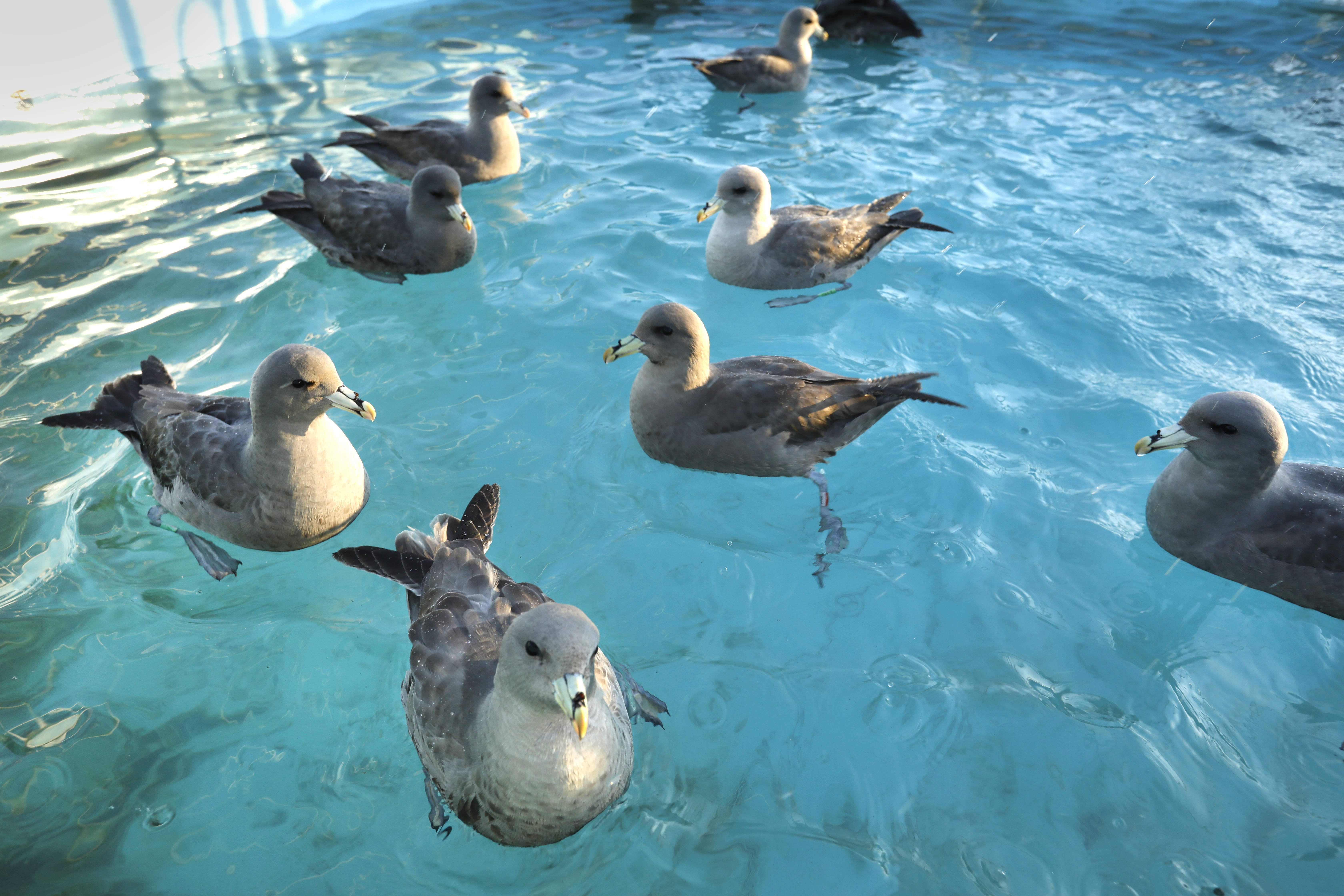 Hundreds of migratory seabirds wash ashore in California - Vimarsana News