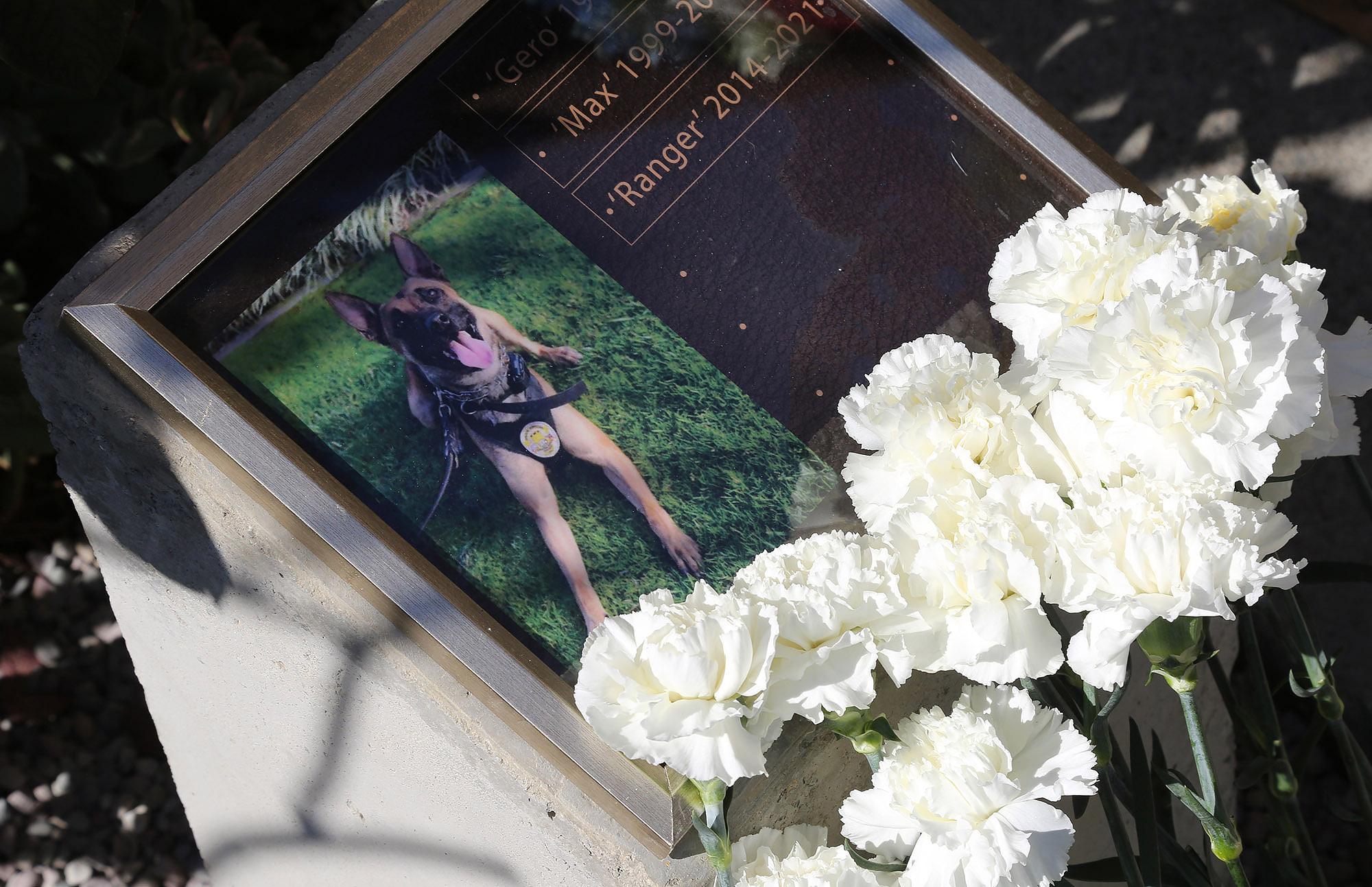 Laguna Beach police department to add two service dogs, K9 vehicle with donations - Vimarsana News