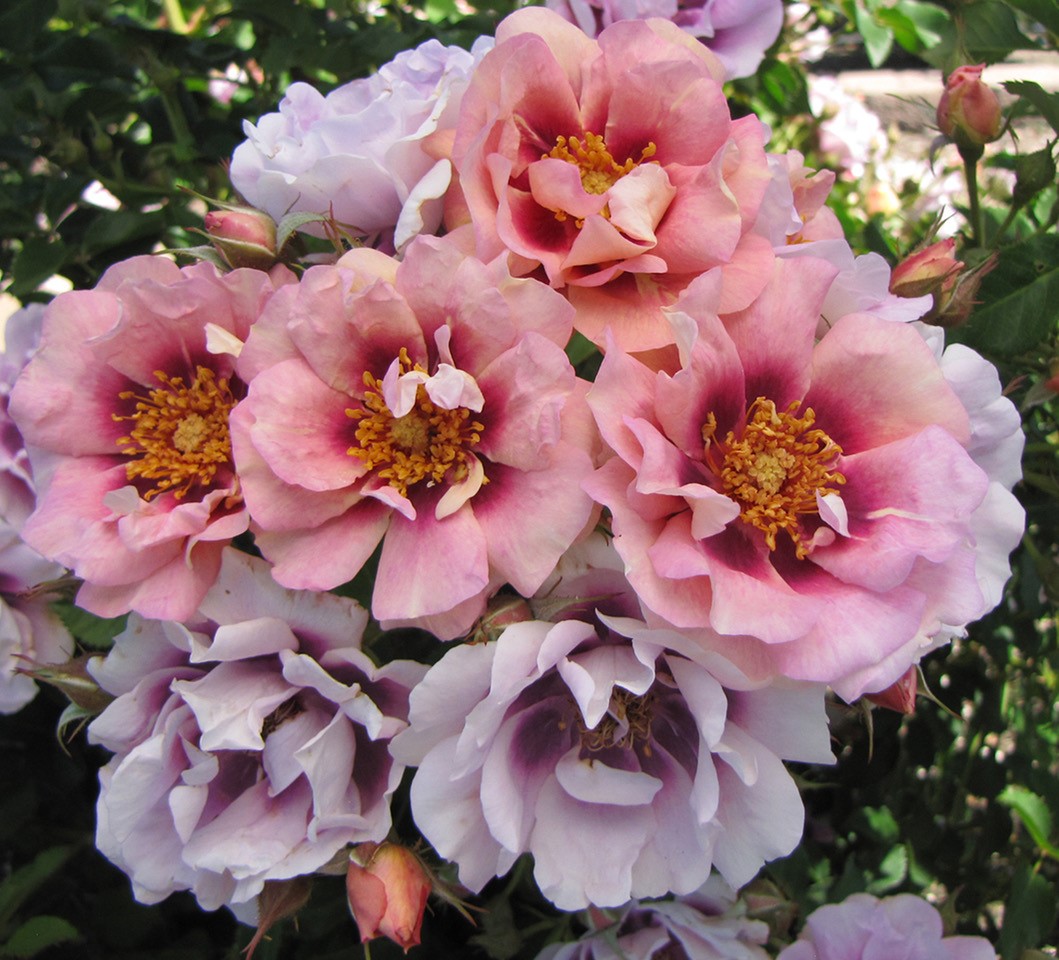 Yearly release of new hybridized roses like a special holiday gift - Vimarsana News