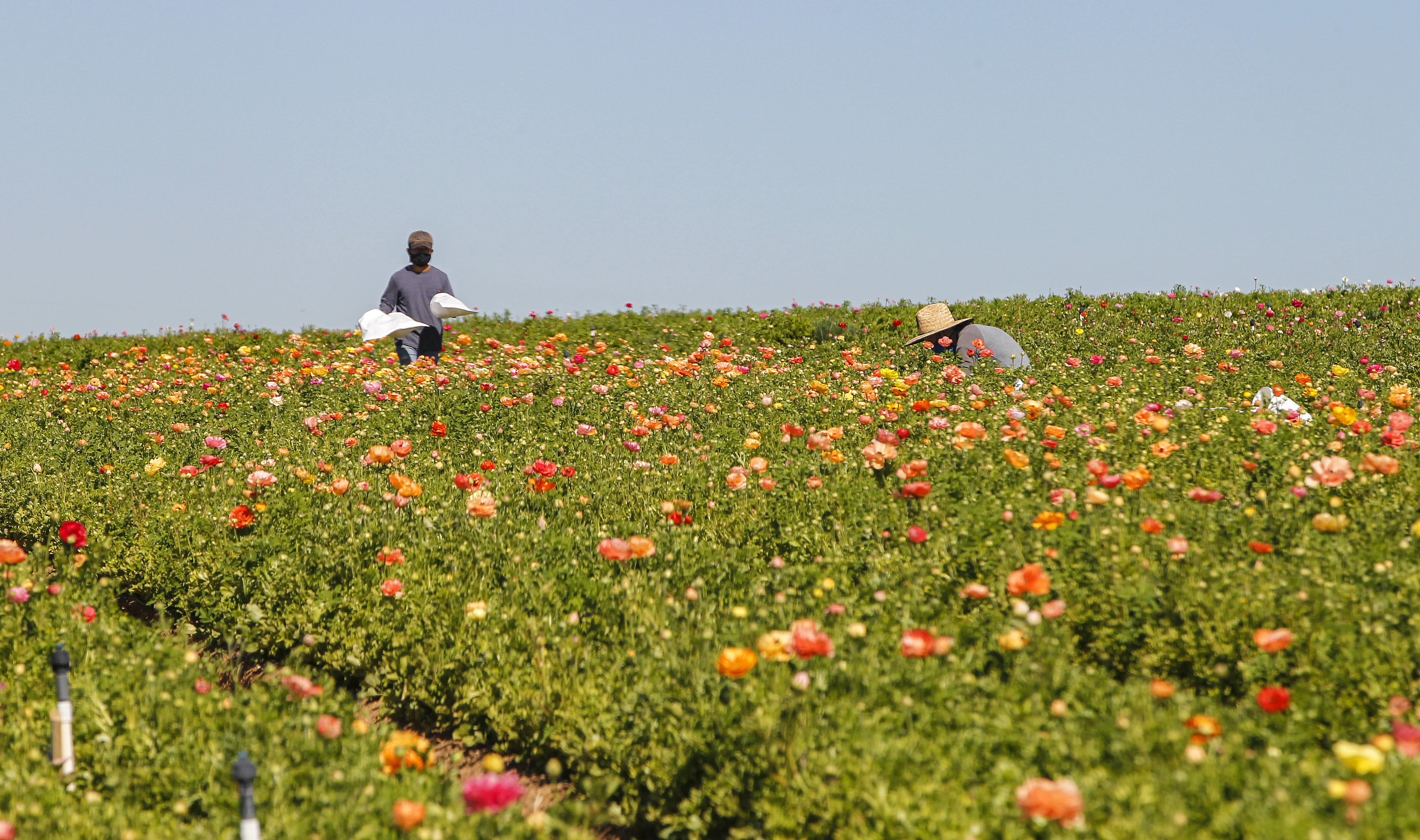 After taking most of 2020 season off, Flower Fields set to bloom again - Vimarsana News