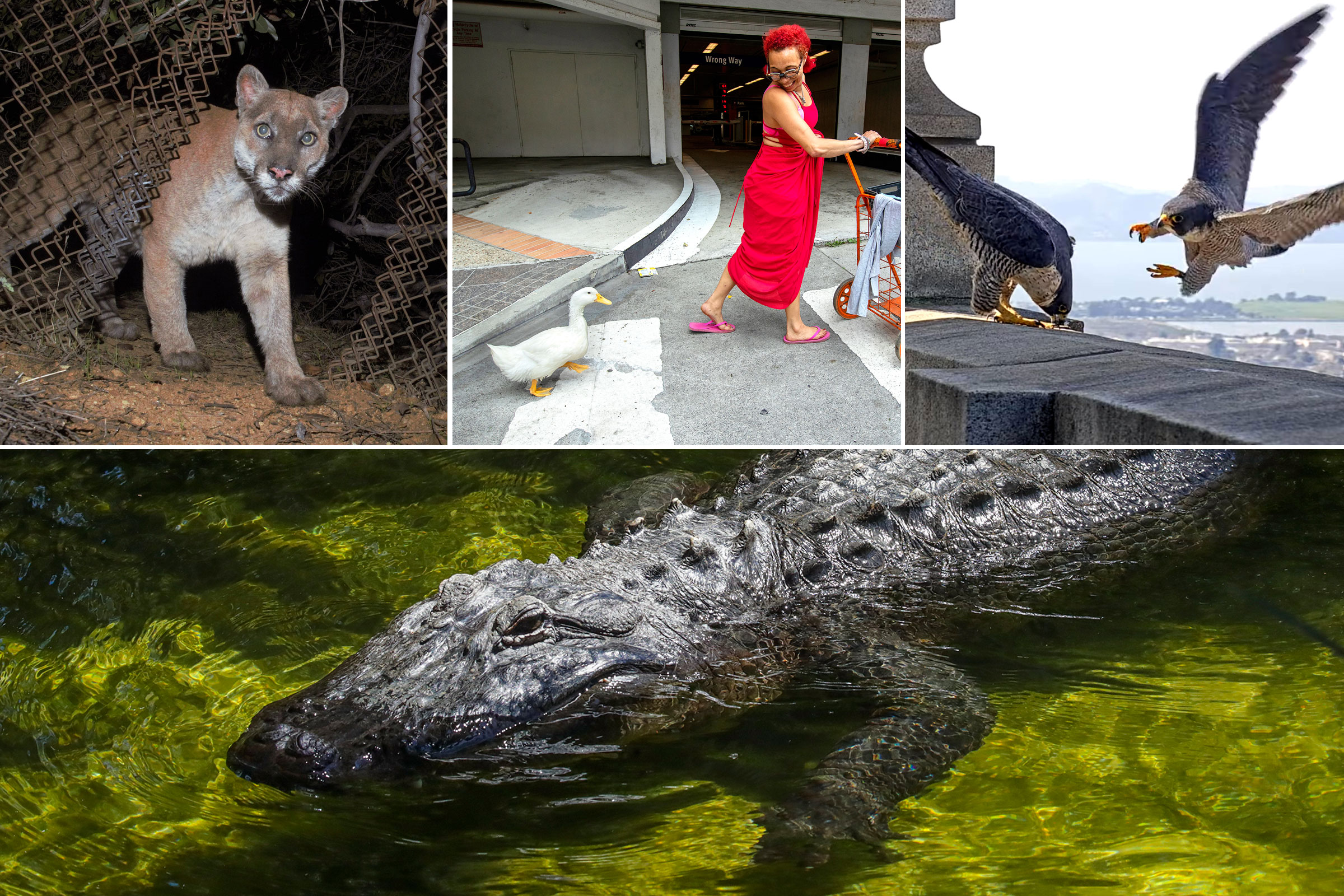 The best animal stories of 2022 - Vimarsana News