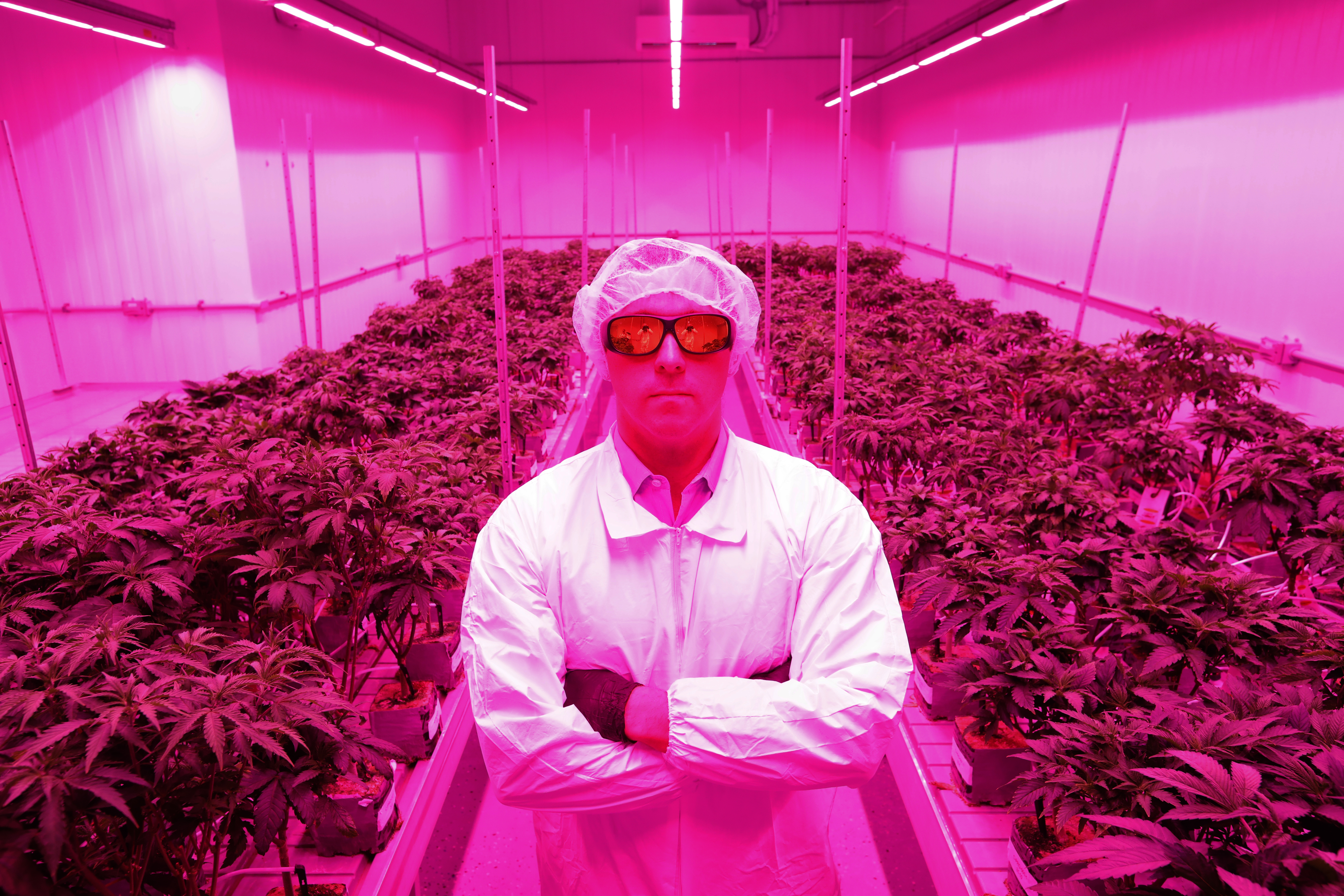 How California's weed laws paved the way in the U.S. - Vimarsana News