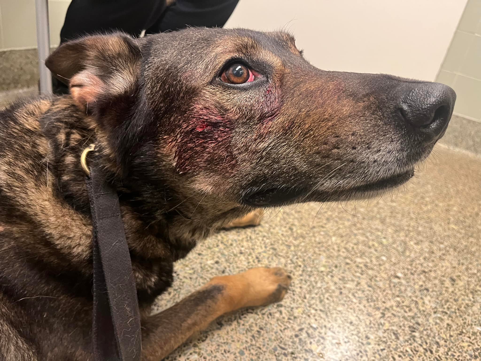 California man arrested after biting, stabbing police dog - Vimarsana News