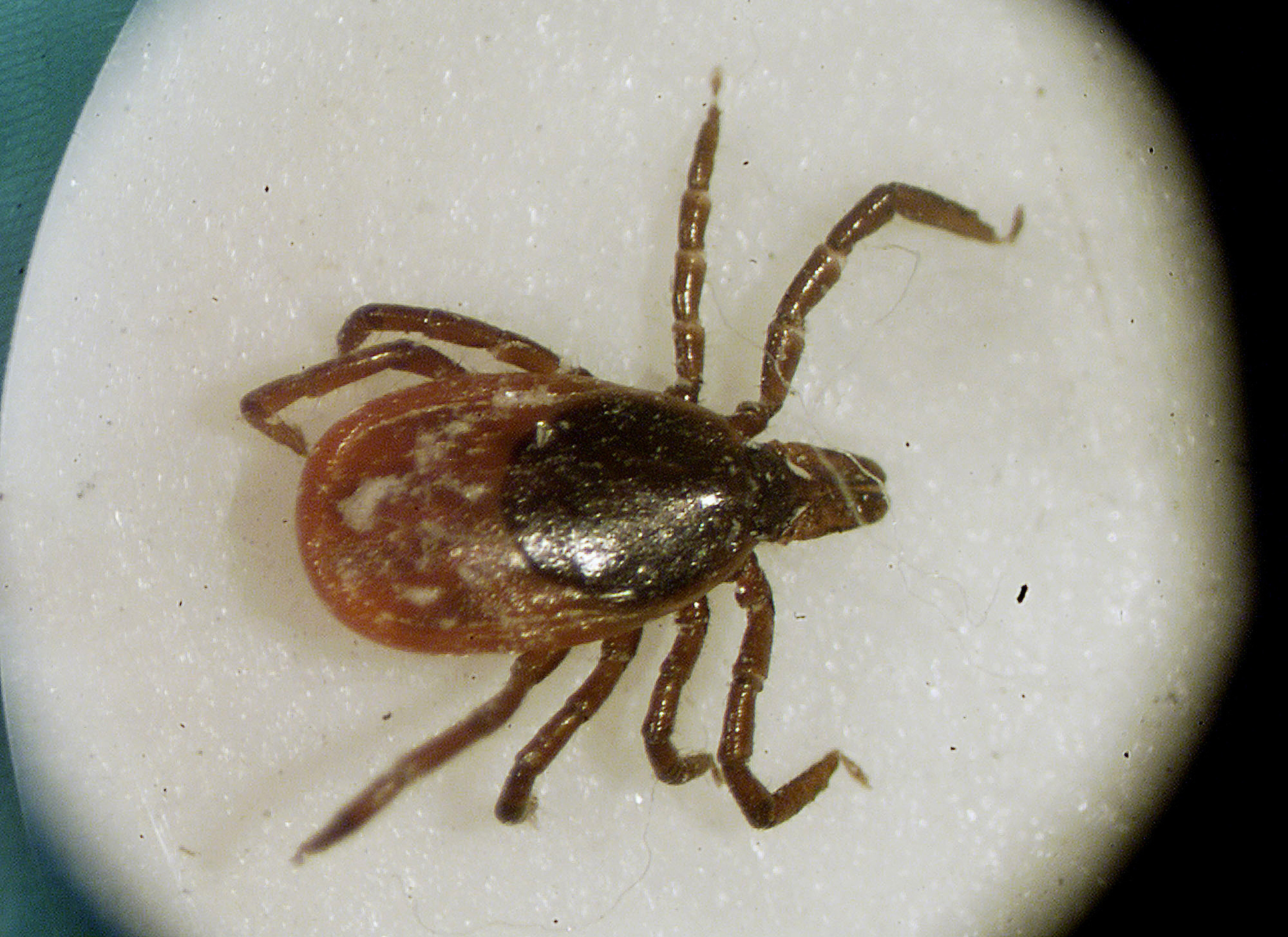 Lyme disease-carrying ticks found near California beaches - Vimarsana News