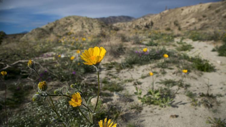 March blooms bring Flowergeddon to tiny Borrego Springs - Vimarsana News