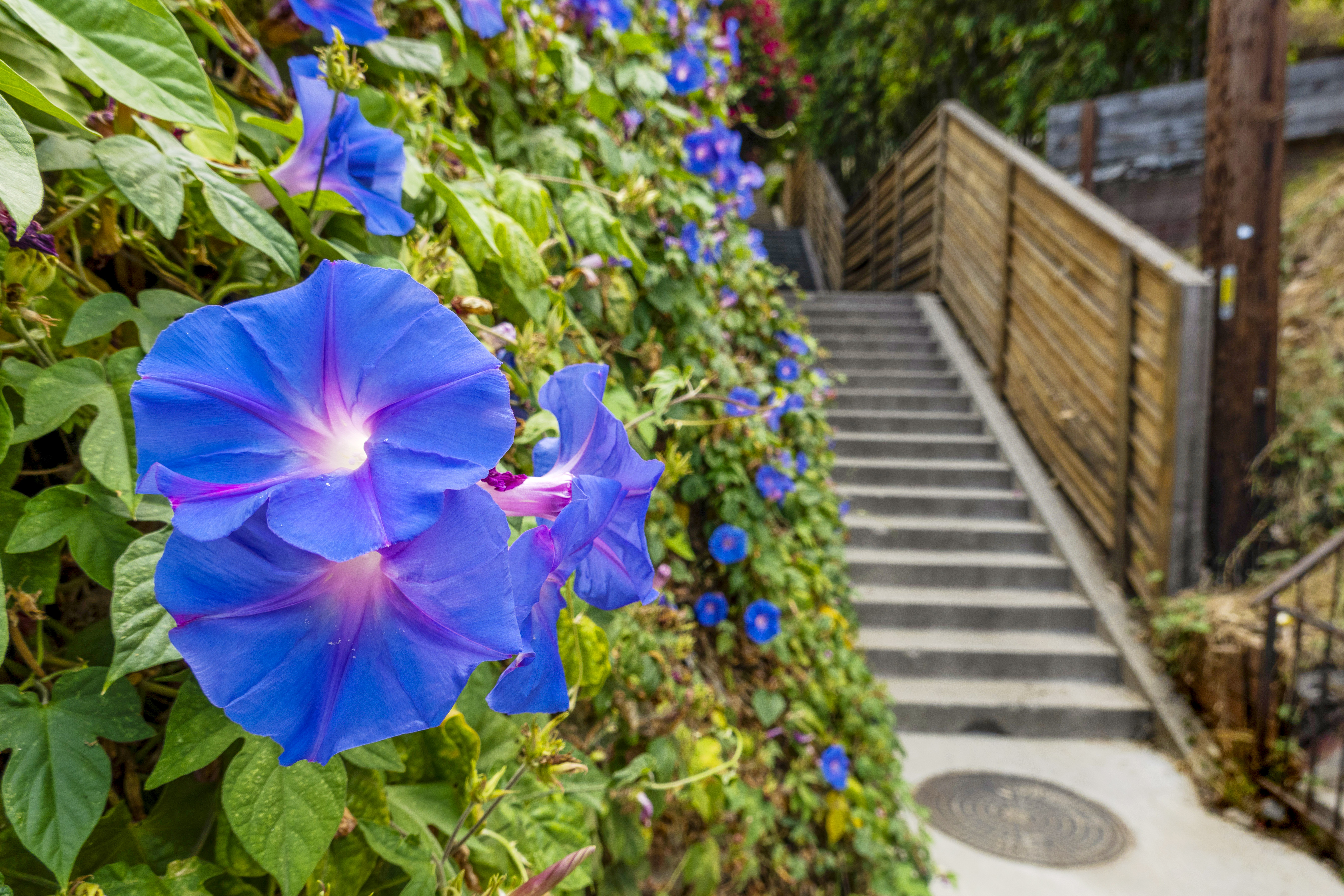 Best hidden Los Angeles staircases for working out - Vimarsana News