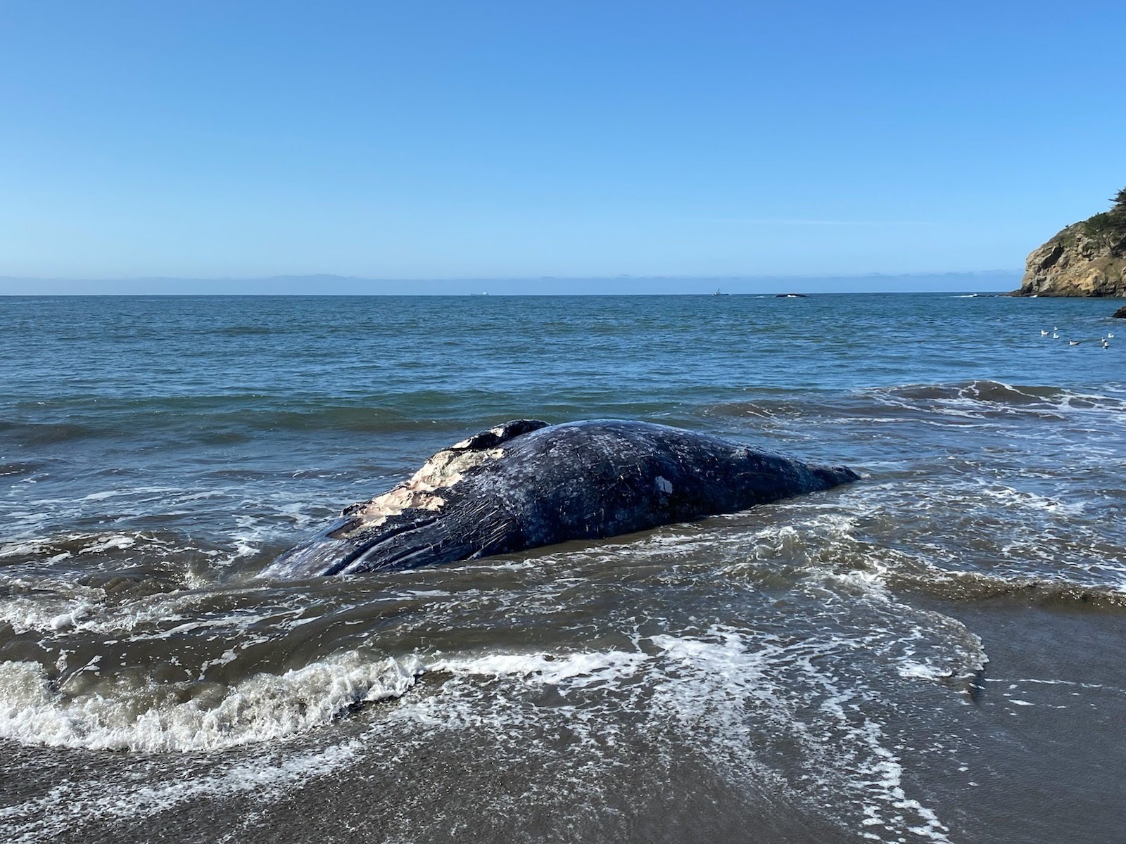 Three whales wash up dead near San Francisco, 8 in 5 weeks - Vimarsana News
