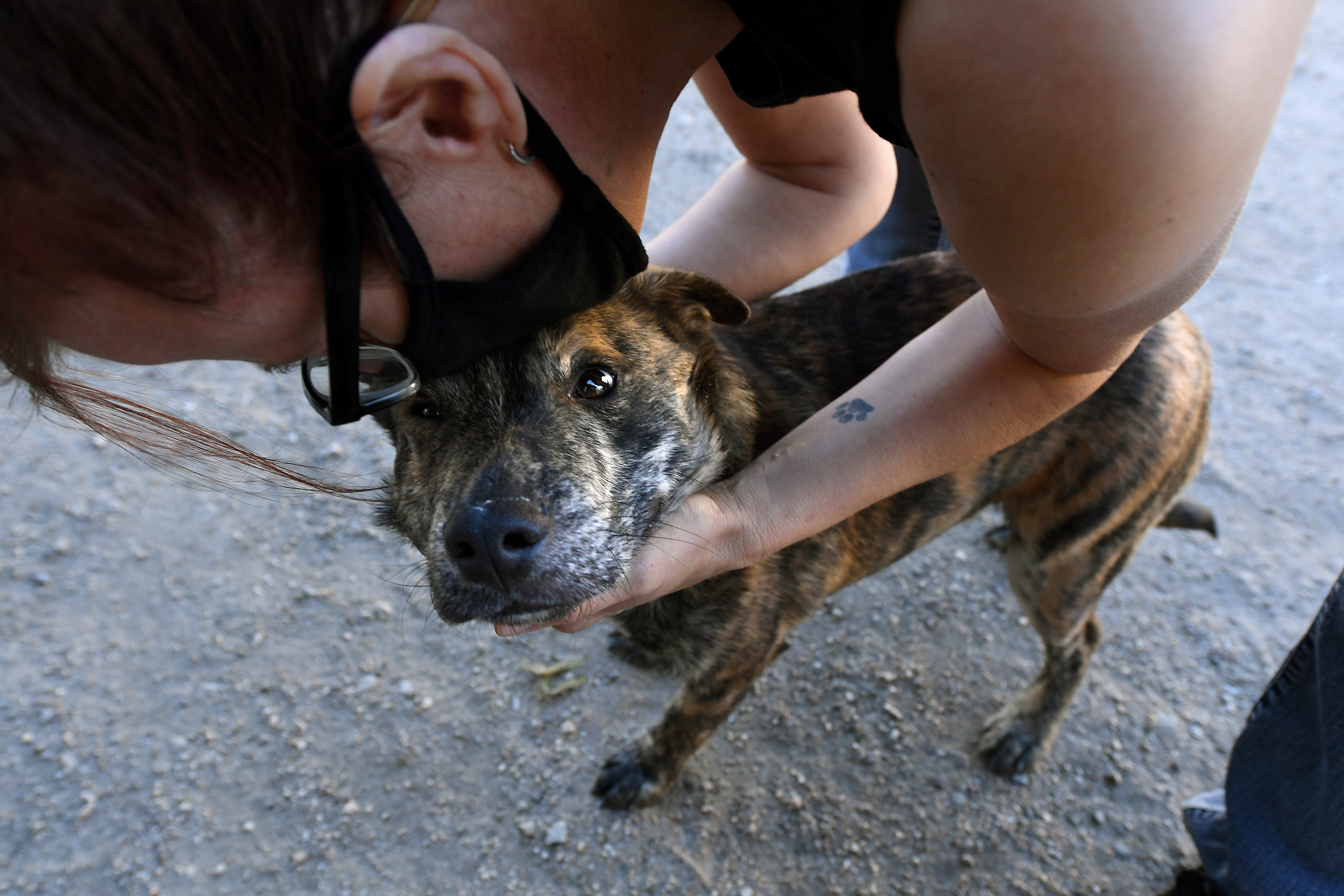 Adopting instead of buying pets gets a boost from Bidens - Vimarsana News