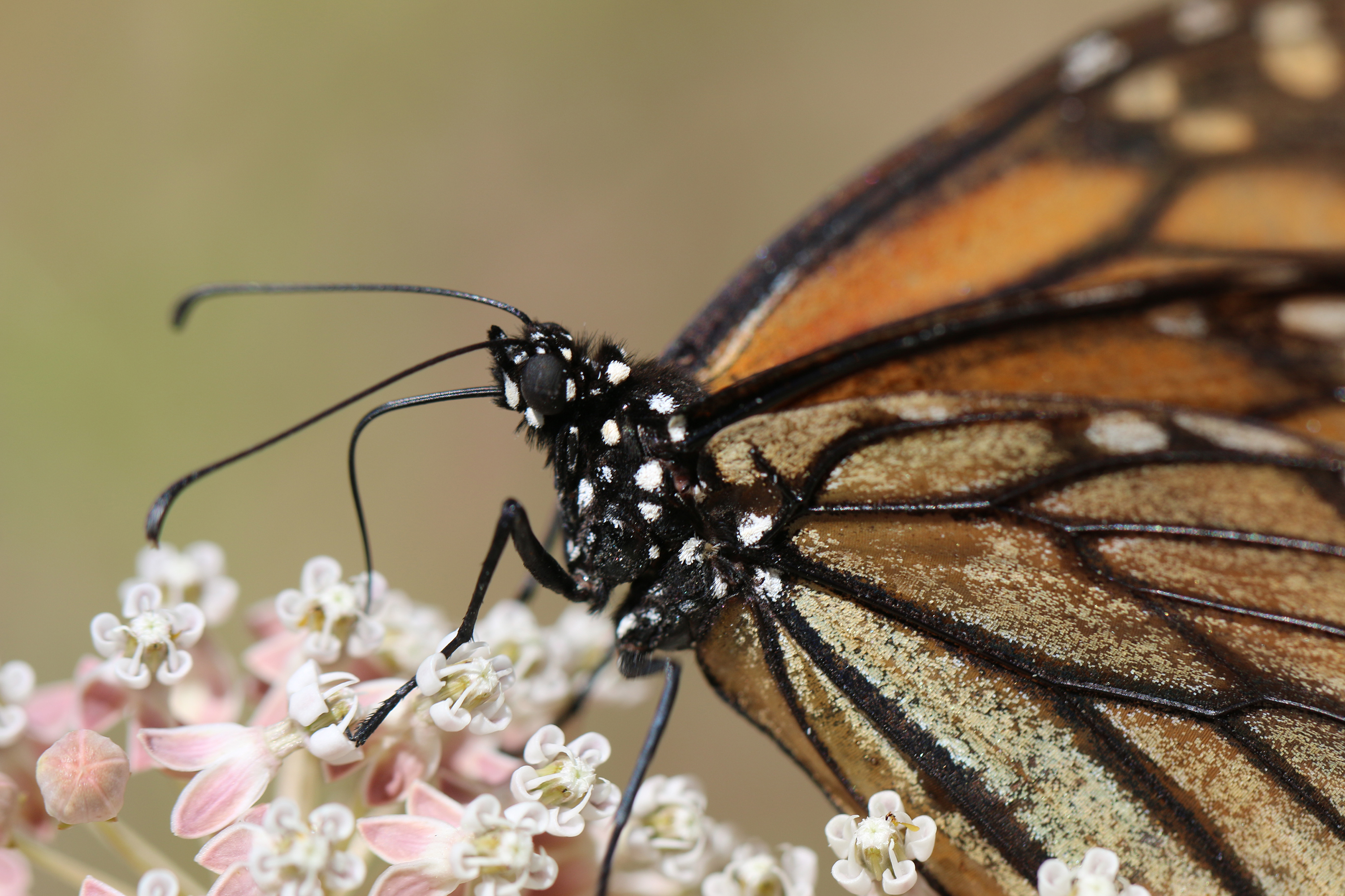 Help monarch butterflies with more milkweed, less pesticides - The San Diego Union-Tribune - Vimarsana News