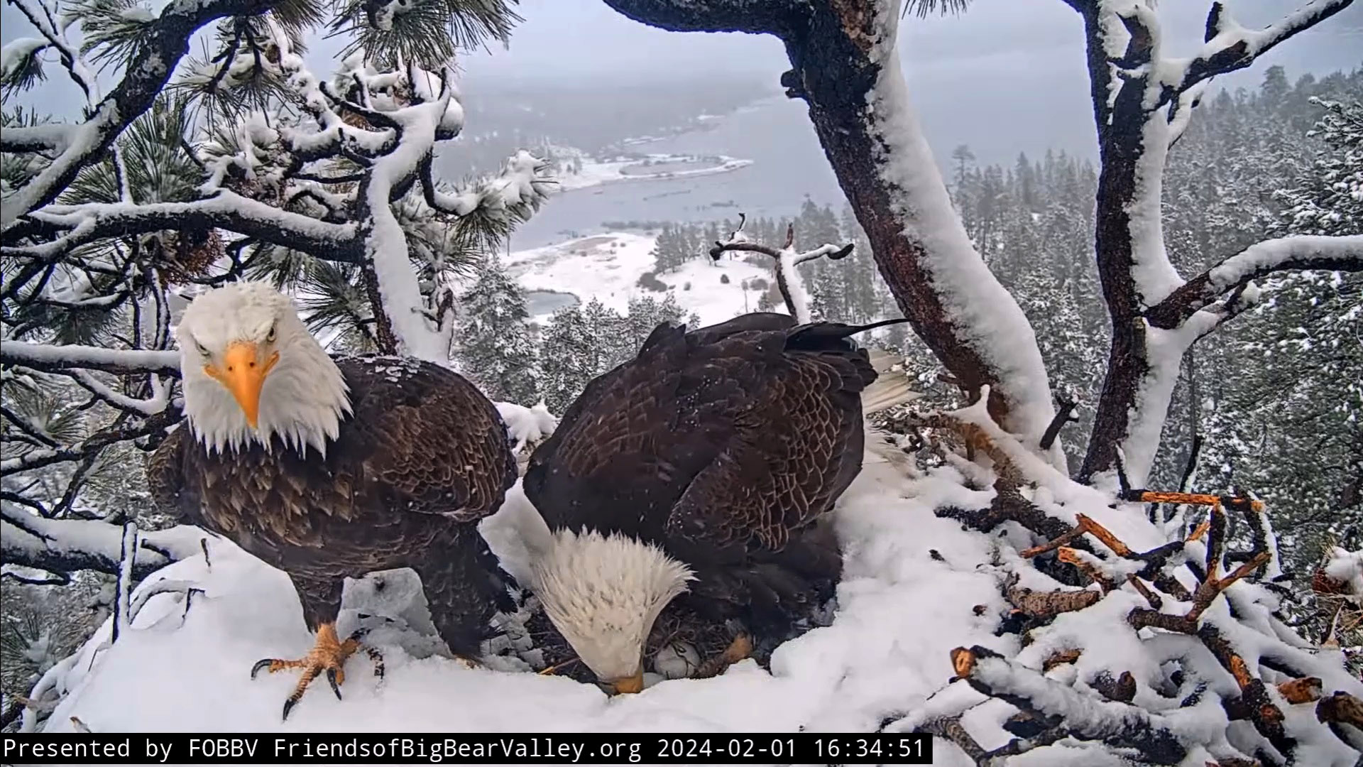 Big Bear bald eagles' three eggs probably won't hatch: 'Makes my heart hurt' - Vimarsana News