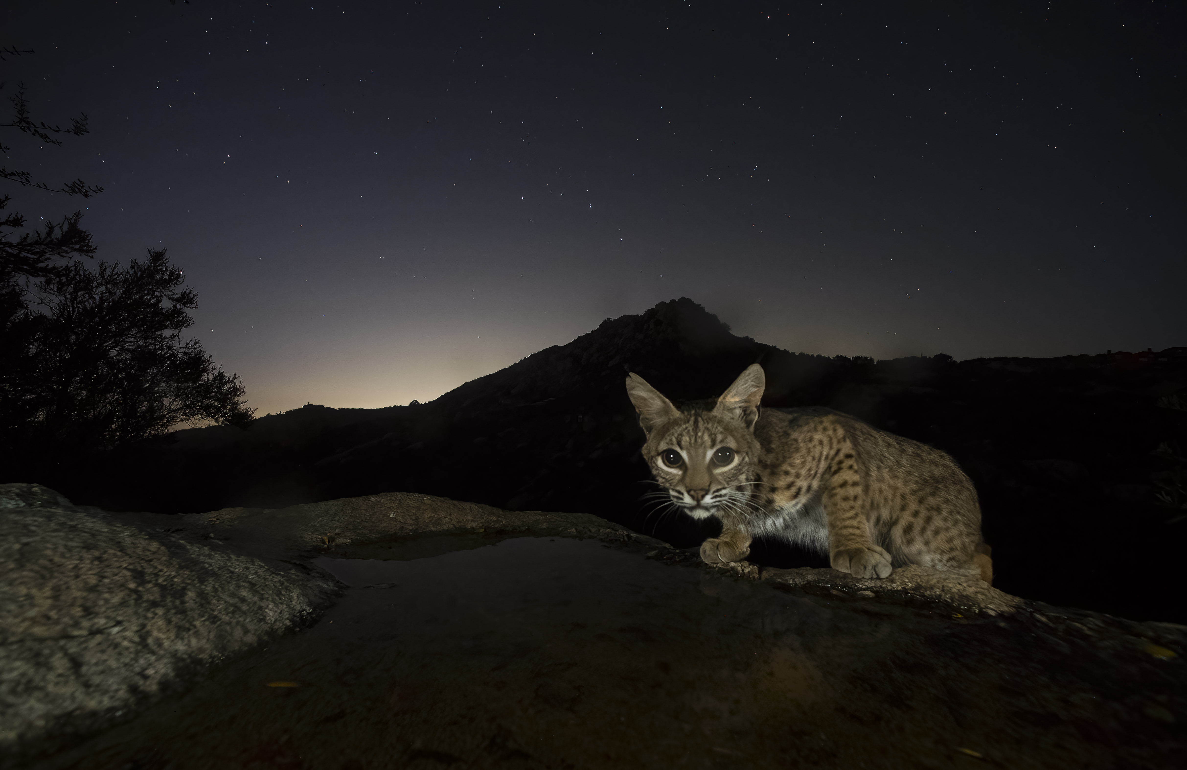 A new San Diego Natural History Museum photo exhibit explores our backyard wild animal kingdoms - Vimarsana News