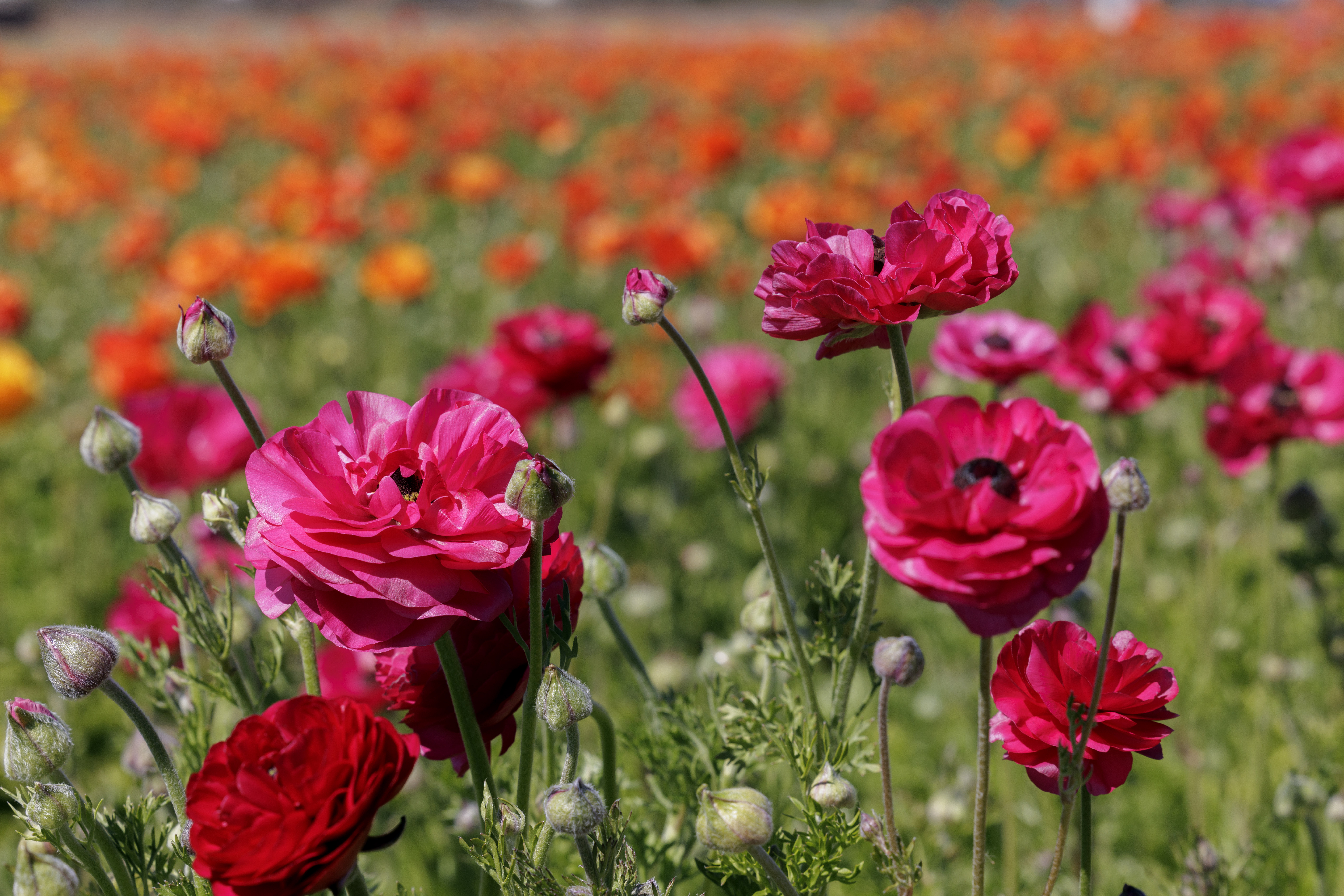 San Diego's top weekend events: March 3-6 - The San Diego Union-Tribune - Vimarsana News