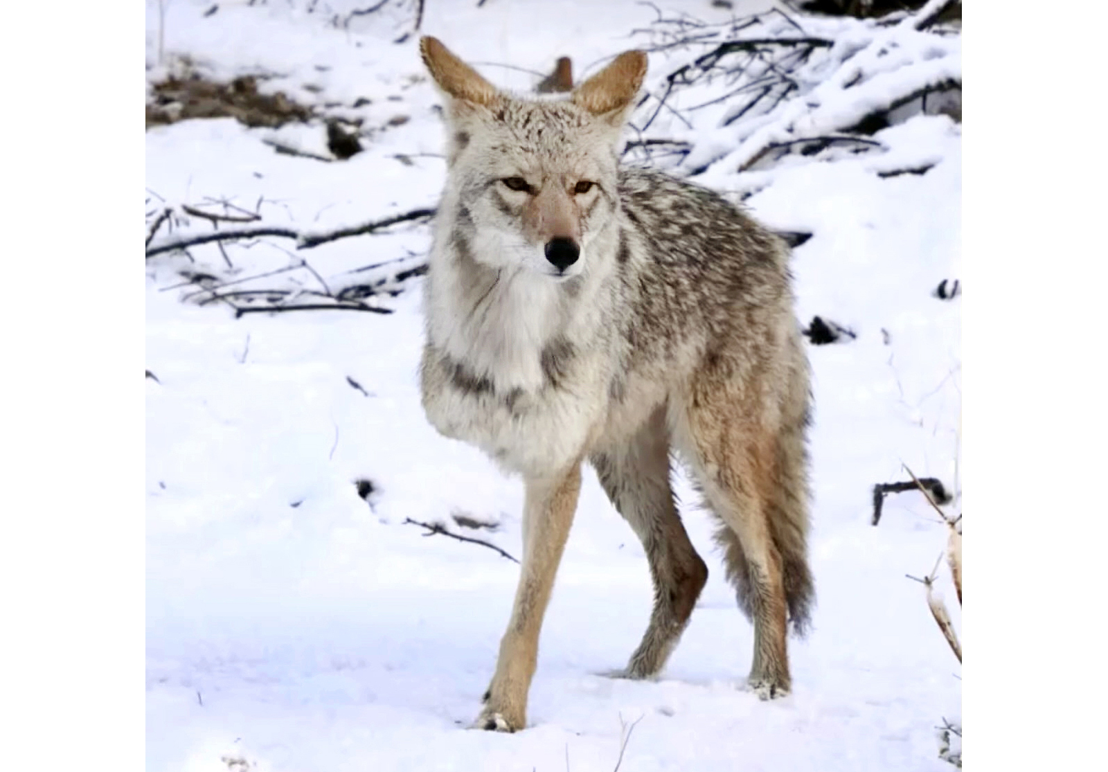 Meet Tripod, Joshua Tree's beloved the three-legged coyote - Vimarsana News