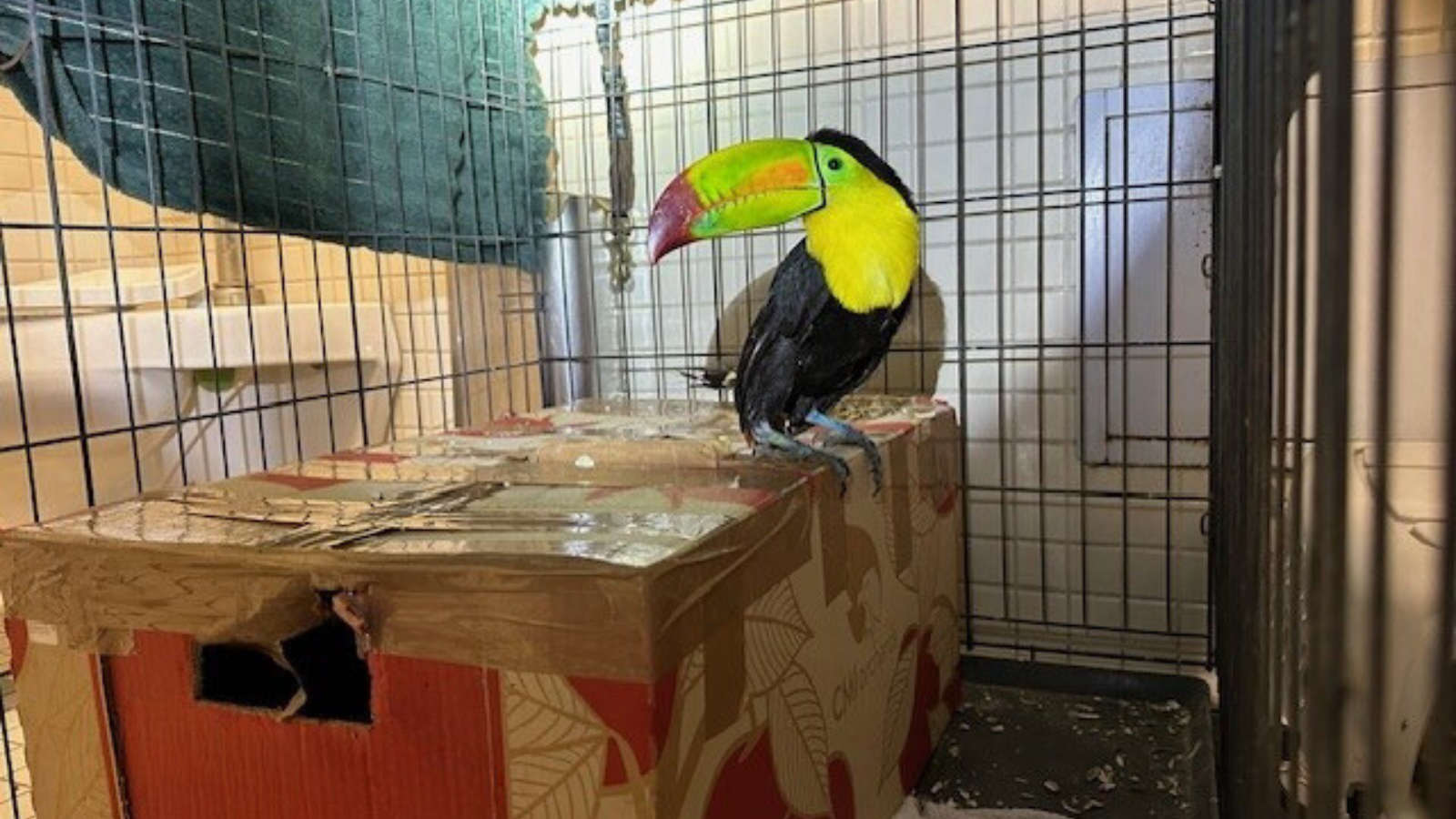 21 parrots and one toucan found in sedan entering U.S. at Tecate border crossing - Vimarsana News