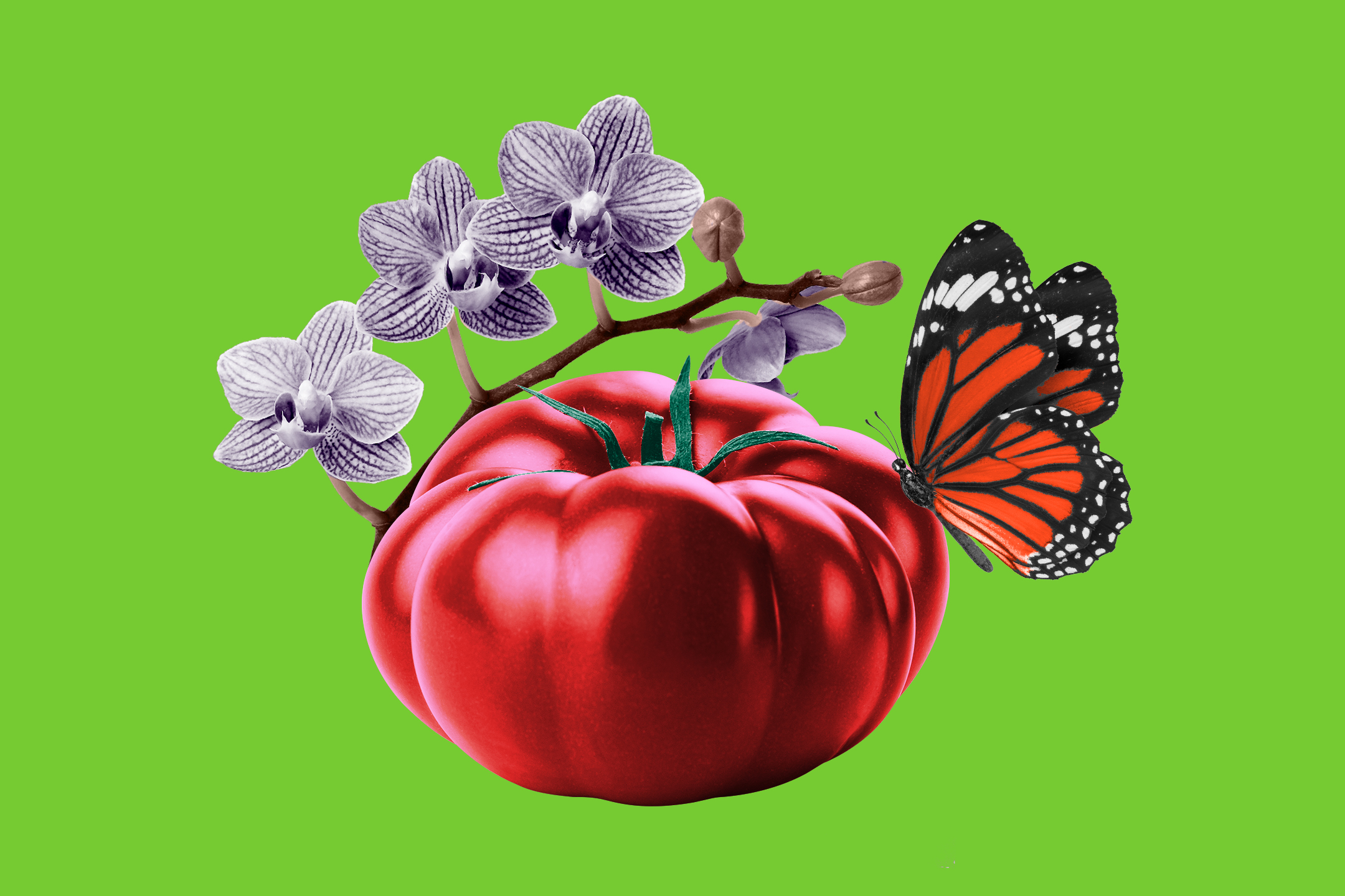 How to prep your summer vegetable garden - Los Angeles Times - Vimarsana News