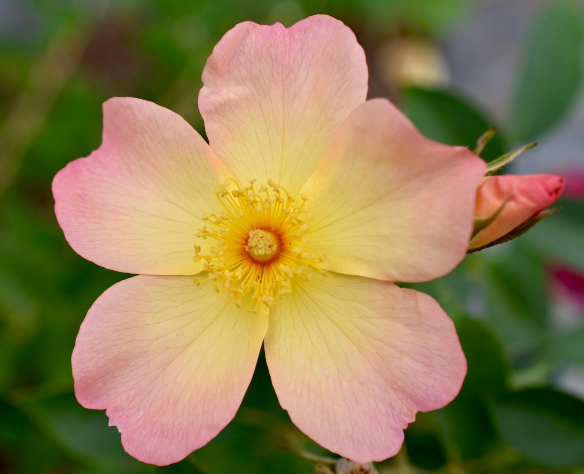 Unlocking the language of roses - Vimarsana News