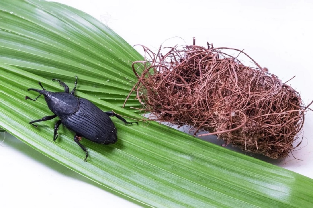 Area scientists step up studies of ways to control palm weevils that are killing La Jolla trees - Vimarsana News