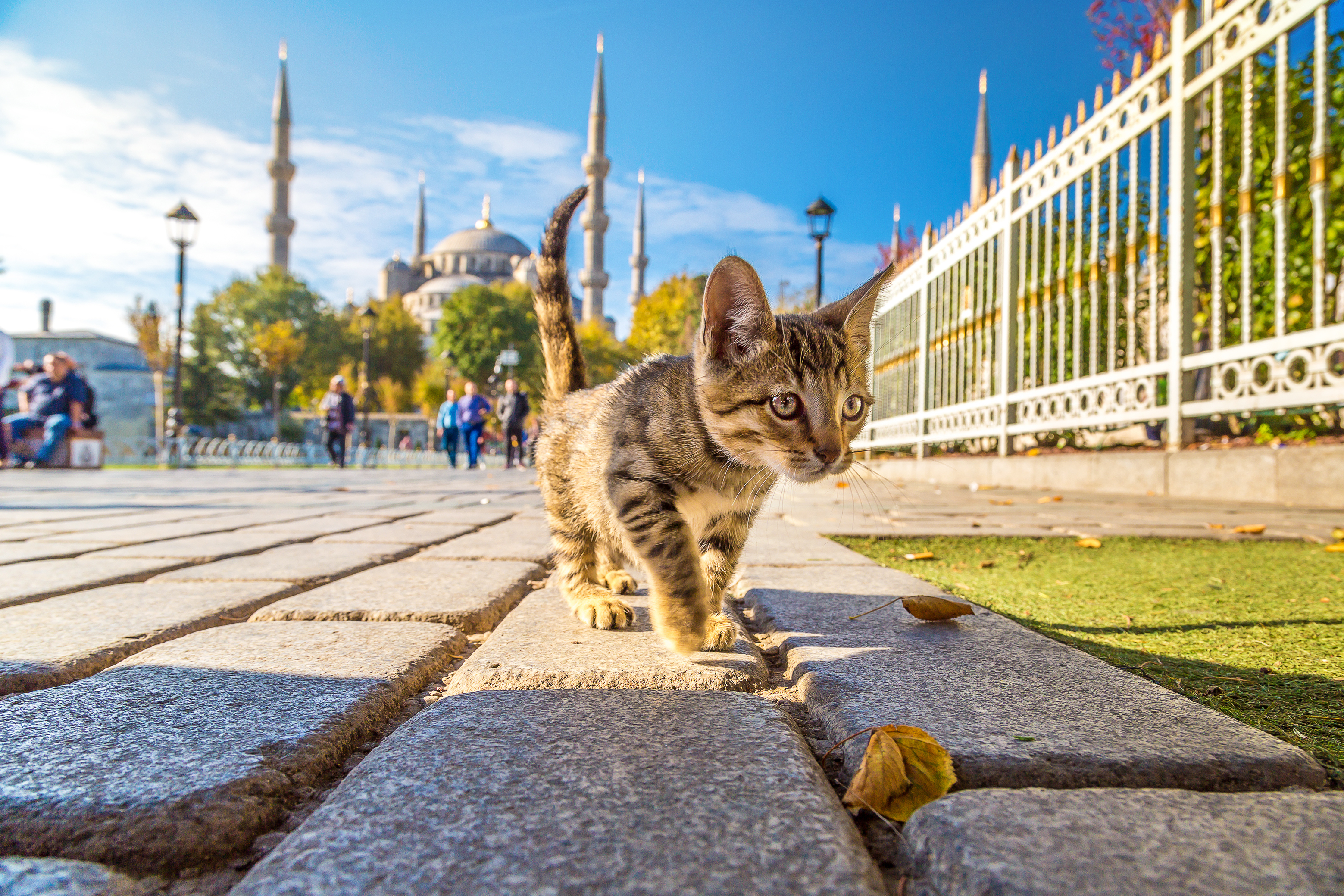 Lending a hand to street animals while traveling - Vimarsana News