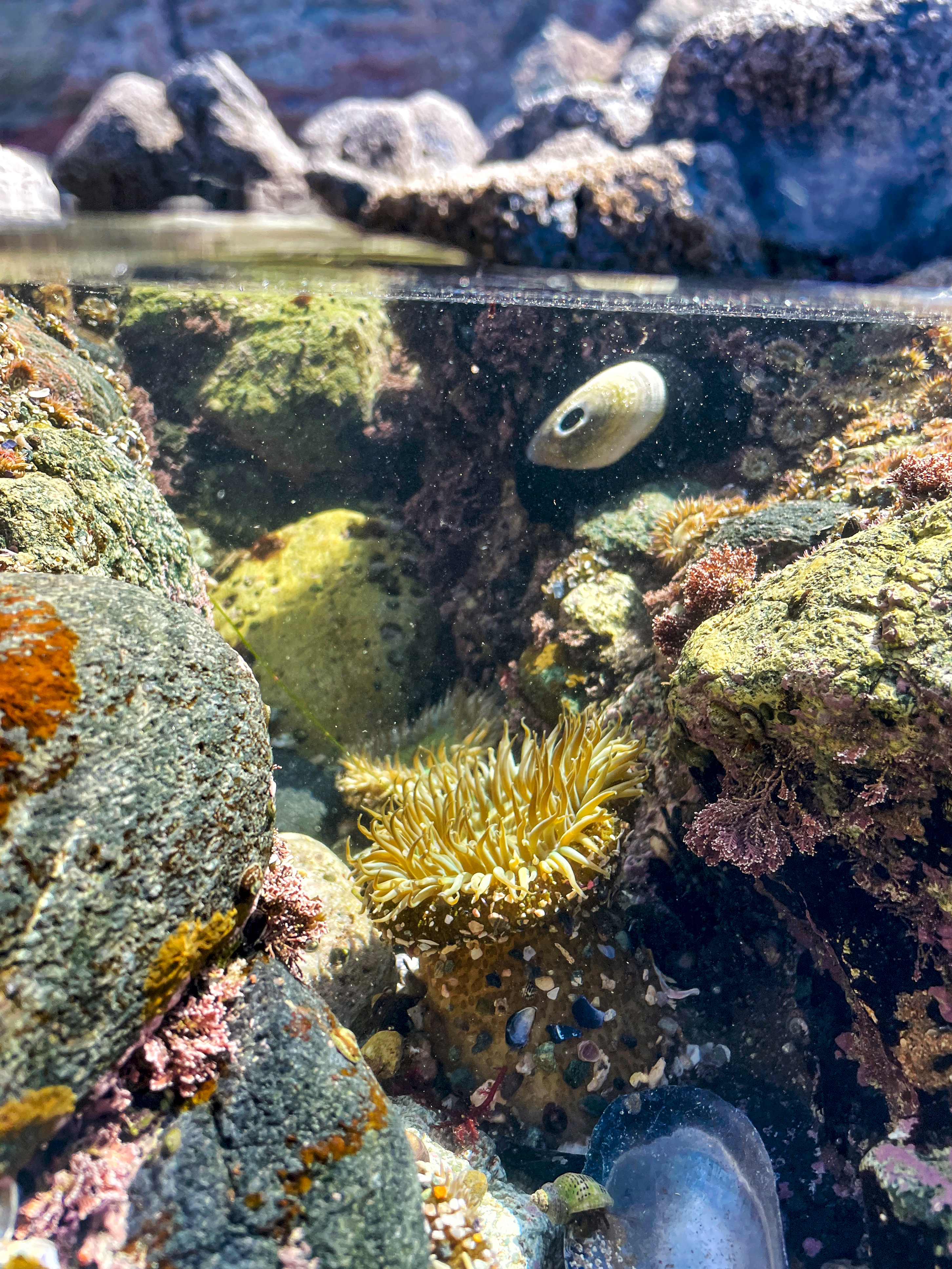 The best tide pools in Los Angeles and Orange County - Vimarsana News
