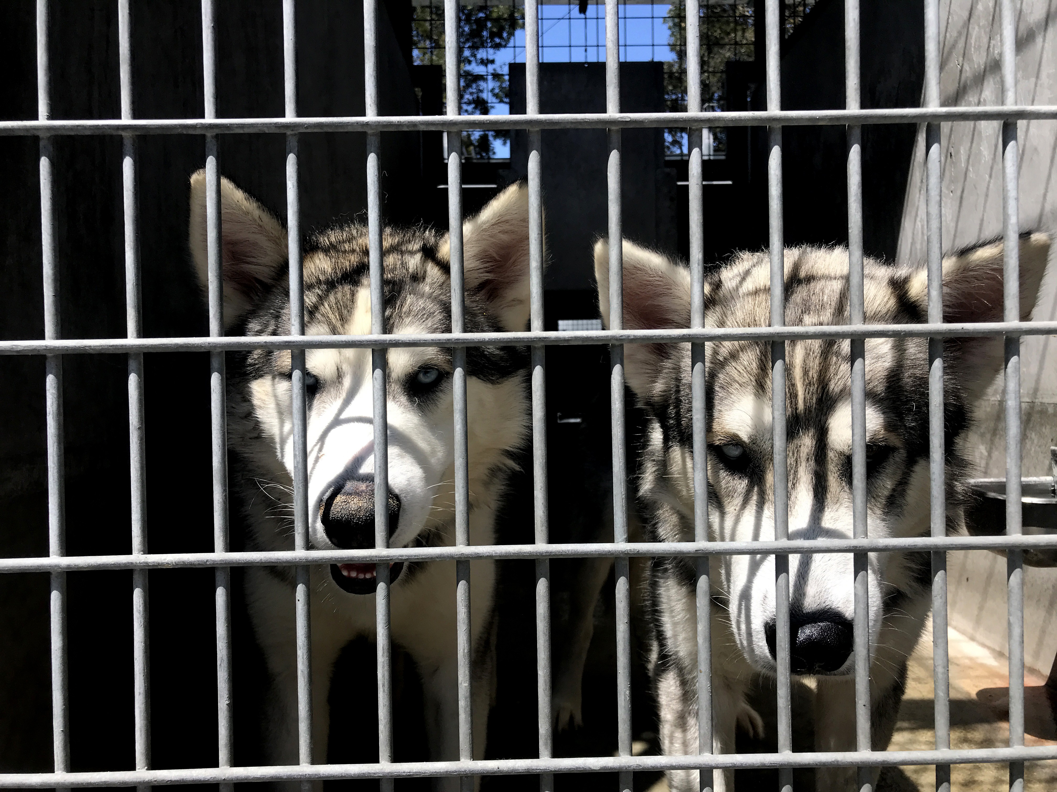 L.A. Animal Services places head of volunteer programs on leave - Vimarsana News