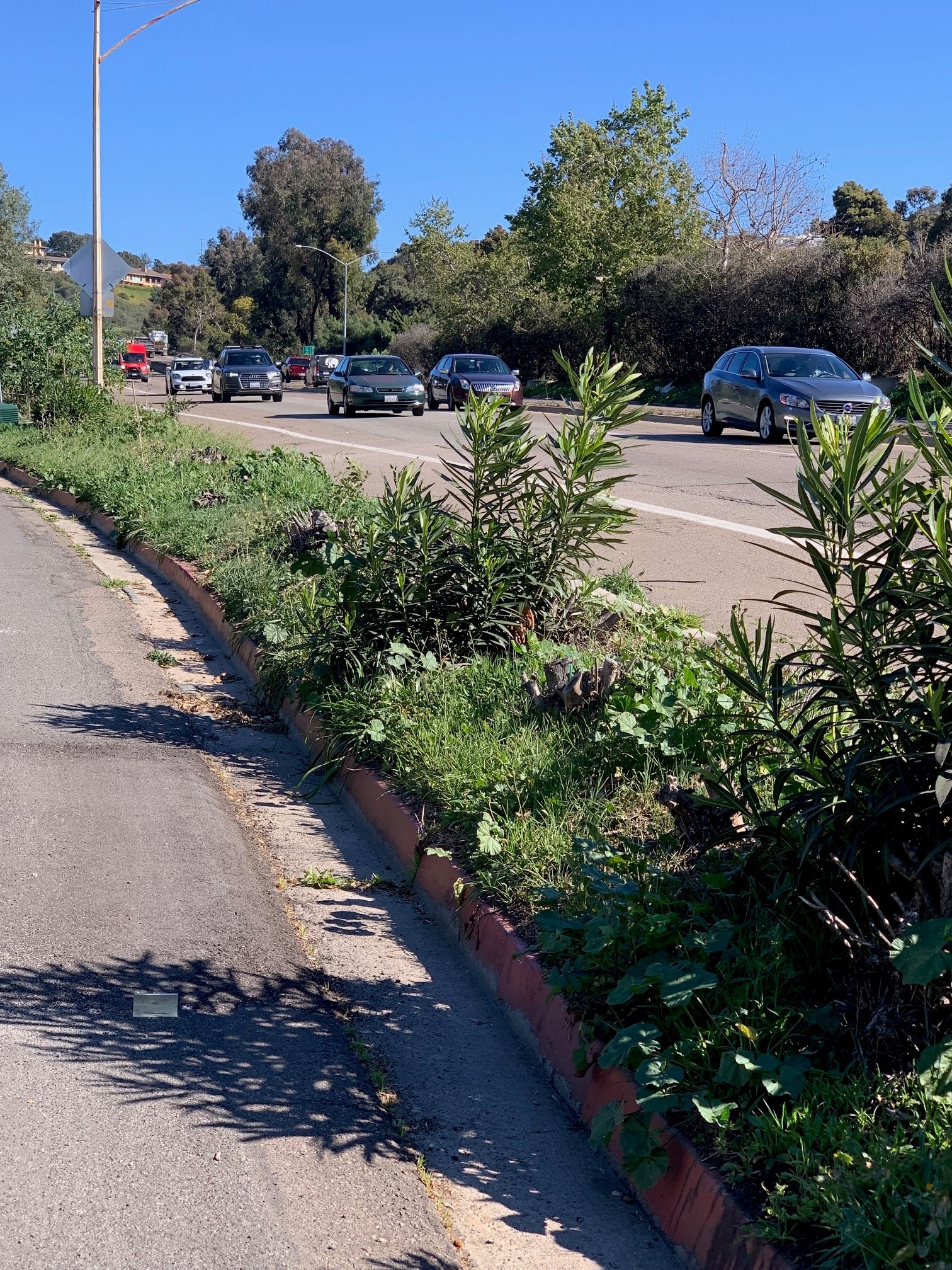 La Jolla News Nuggets: La Jolla Parkway landscaping; job fair; UCSD grant; 'women of distinction'; more - Vimarsana News