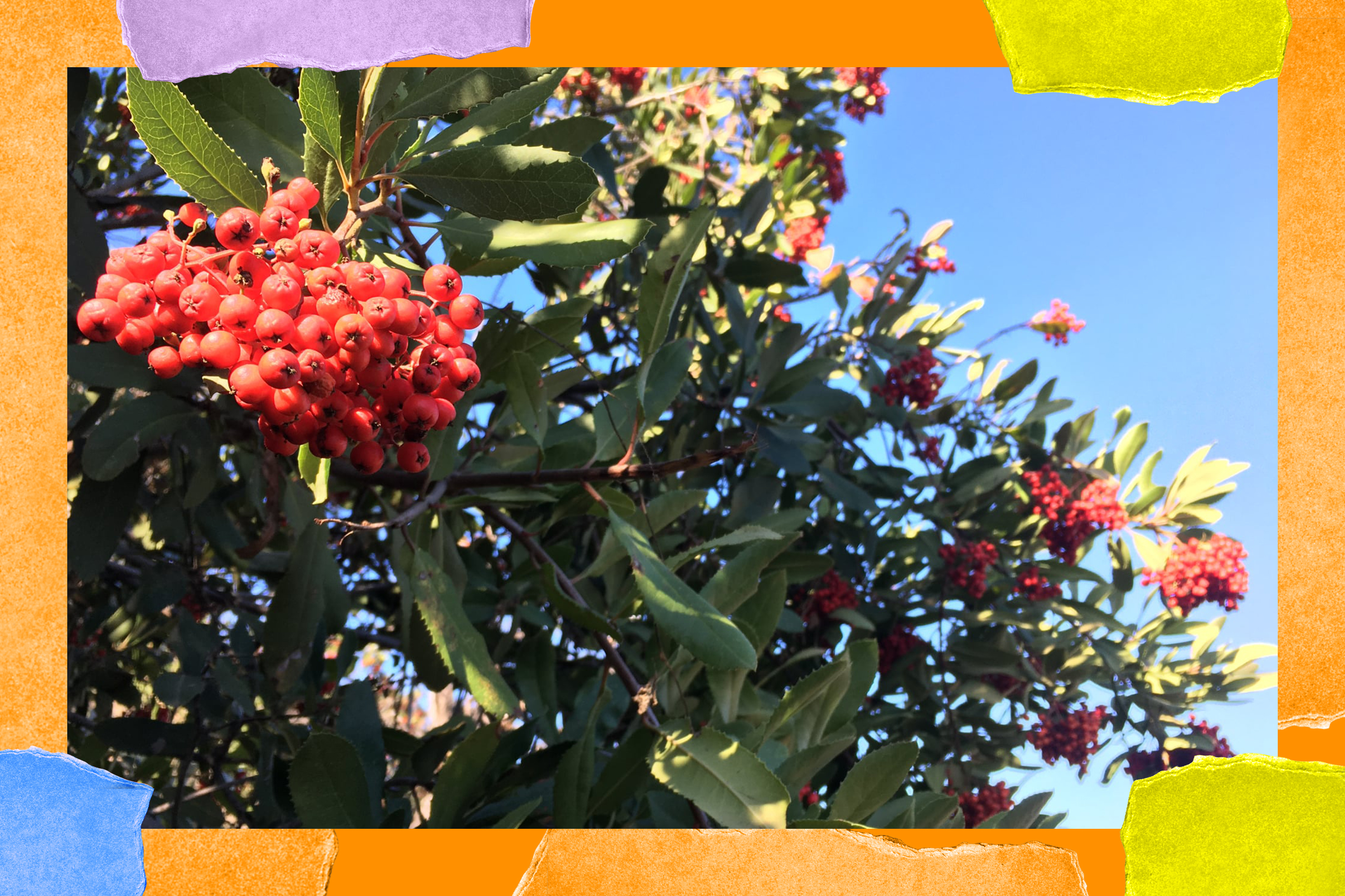 Why you should grow the native plant toyon in your garden - Vimarsana News