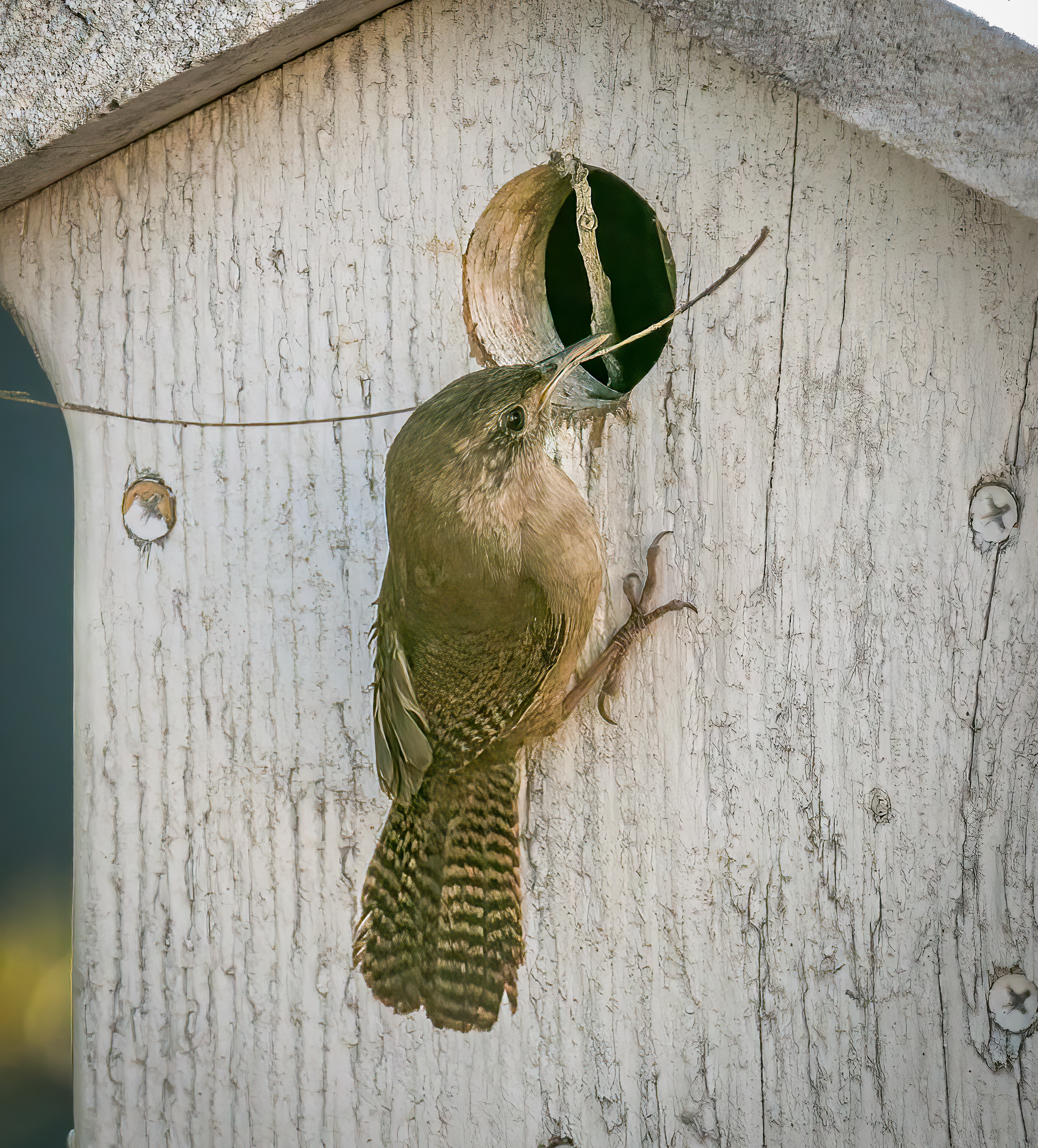 Outdoors: Although delayed this year, birdsongs usher in season of hope - Vimarsana News
