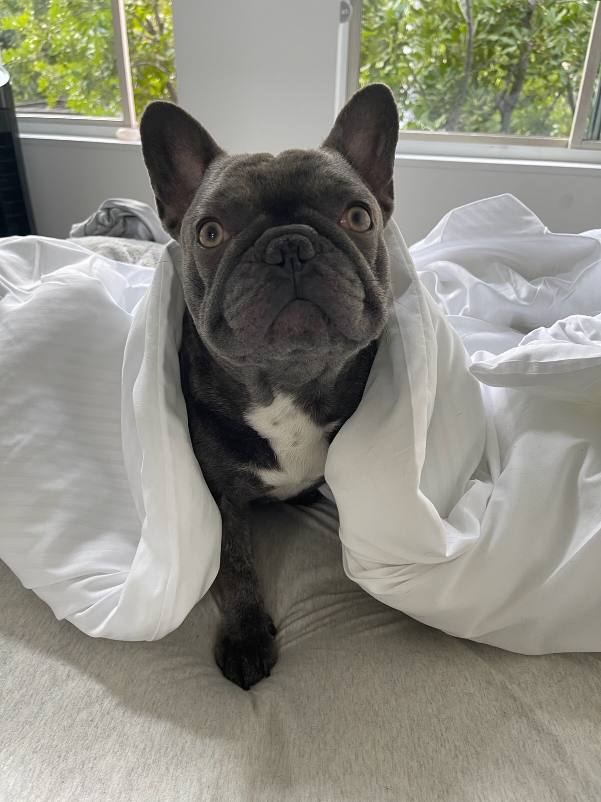French bulldog reunited with owners after armed theft in downtown L.A. - Vimarsana News