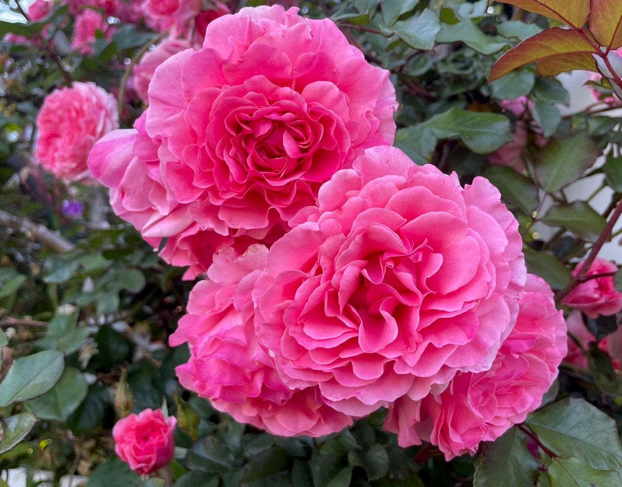 To help your roses be their best, personalize how you fertilize - Vimarsana News