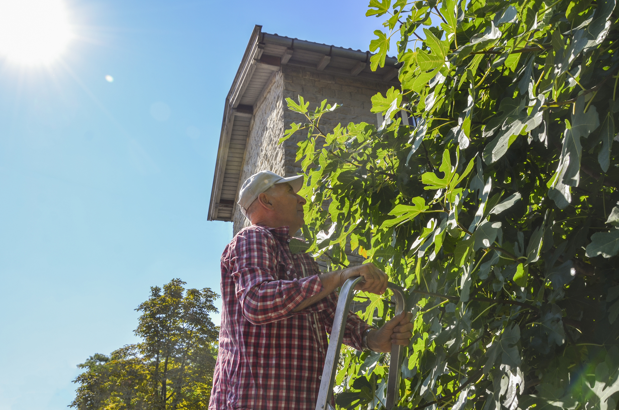 Be mindful of heat, drought as summer gardens transition in September - Vimarsana News