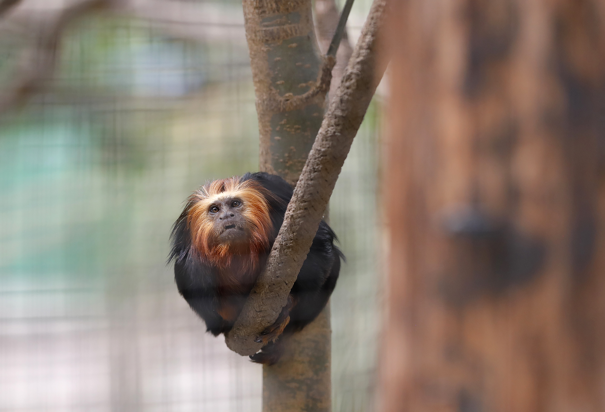 Santa Ana Zoo celebrates its 70th anniversary and $2 million in funding for educational building - Vimarsana News