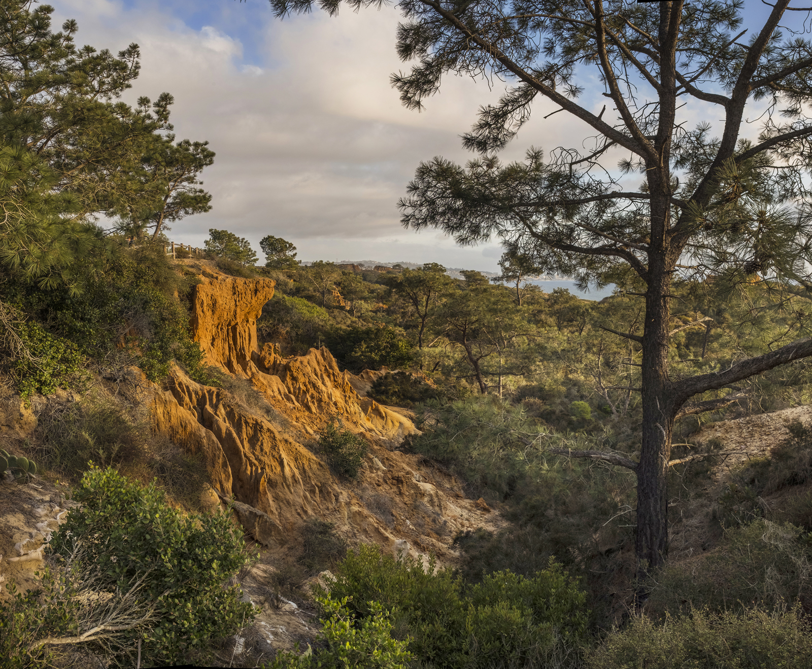 A tree like no other: New exhibit celebrates the Torrey Pine State Natural Reserve - Vimarsana News