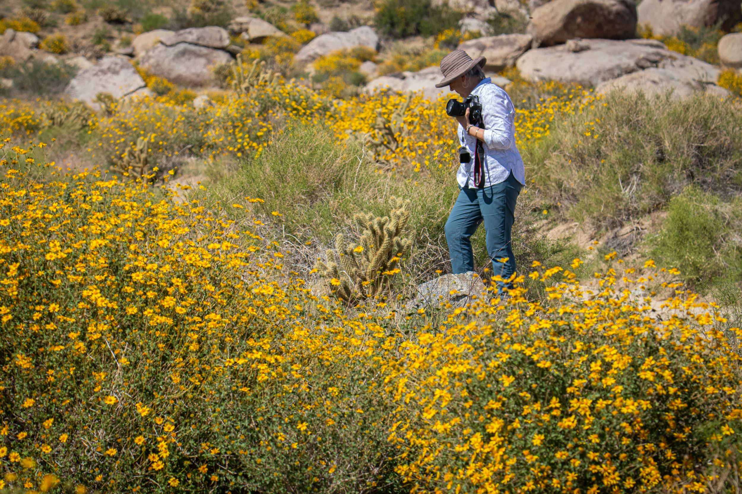 Anza-Borrego Desert State Park putting on a colorful, lively show - The San Diego Union-Tribune - Vimarsana News