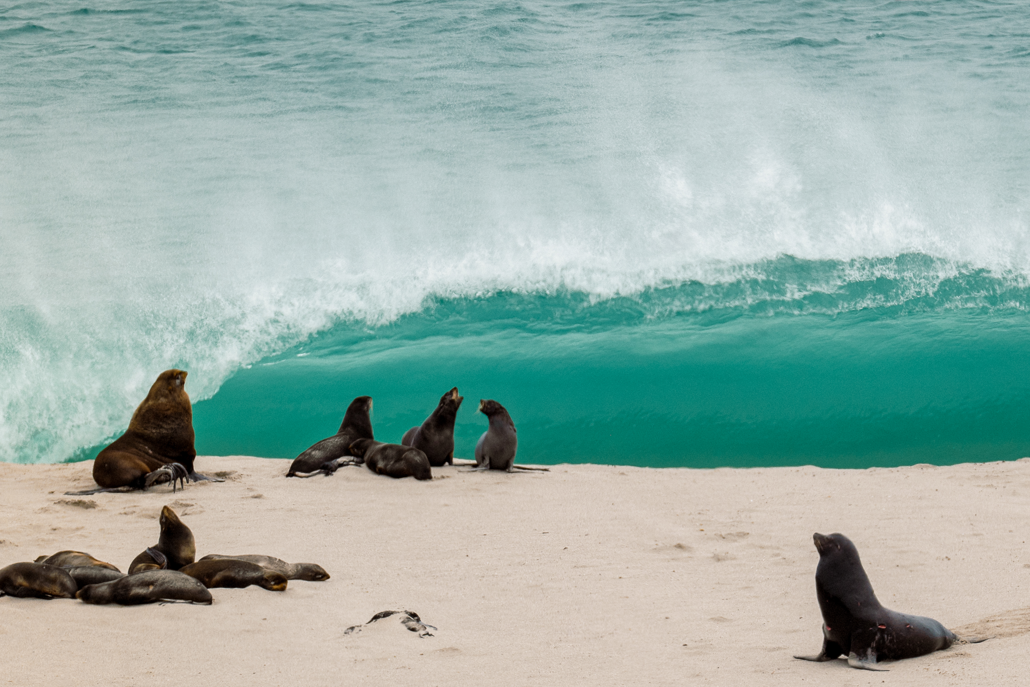 How to visit San Miguel Island, Channel Islands National Park - Vimarsana News