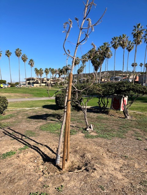 Destructive fungus identified at Torrey Pines reserve could affect La Jolla Shores trees - Vimarsana News