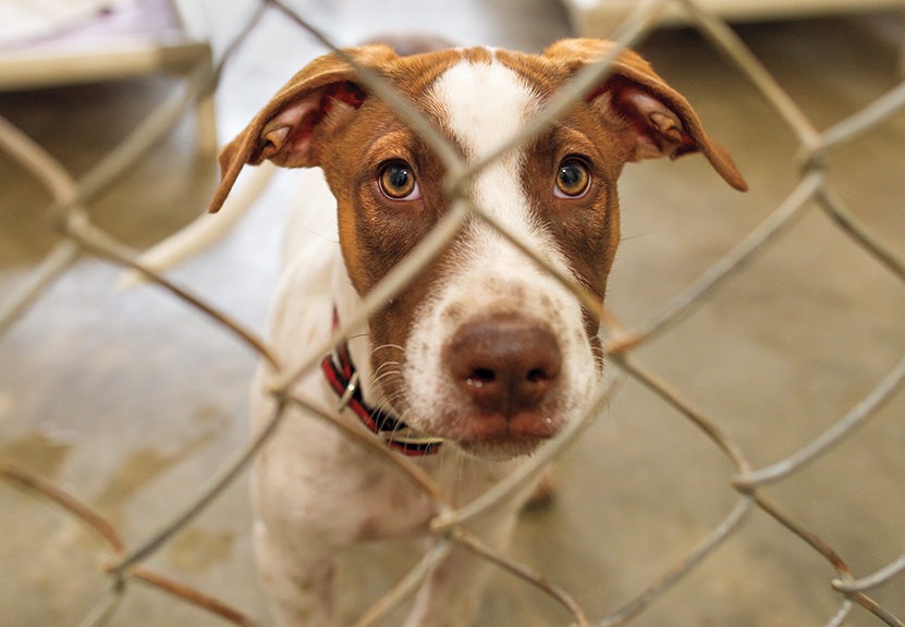 Offering a Paw in Help: CA's Animal Charities Need Your Help This Holiday - Vimarsana News